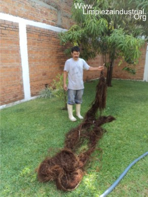 Lavado y reparado de cisternas Rotoplas con raices Guadalajara Zapopan