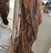 Lavado de cisternas con raices sanitizado contaminados desazolve Guadalajara Jal