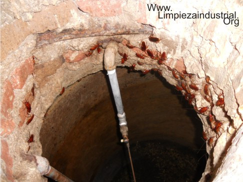 Servicio de lavado y sanitizado de cisternas Rotoplas con insectos hormigas cucarachas Guadalajara Zapopan