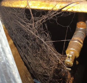 Lavado de cisternas con raices contamiandos lodo insectos Zapopan Guadalajara
