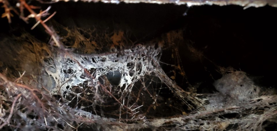 Lavado de aljibes con raices impermeabilizado reparaciones desazolve en espacios confinados 