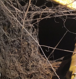 Lavado de cisternas con raices limpieza desinfeccion Zapopan jalisco