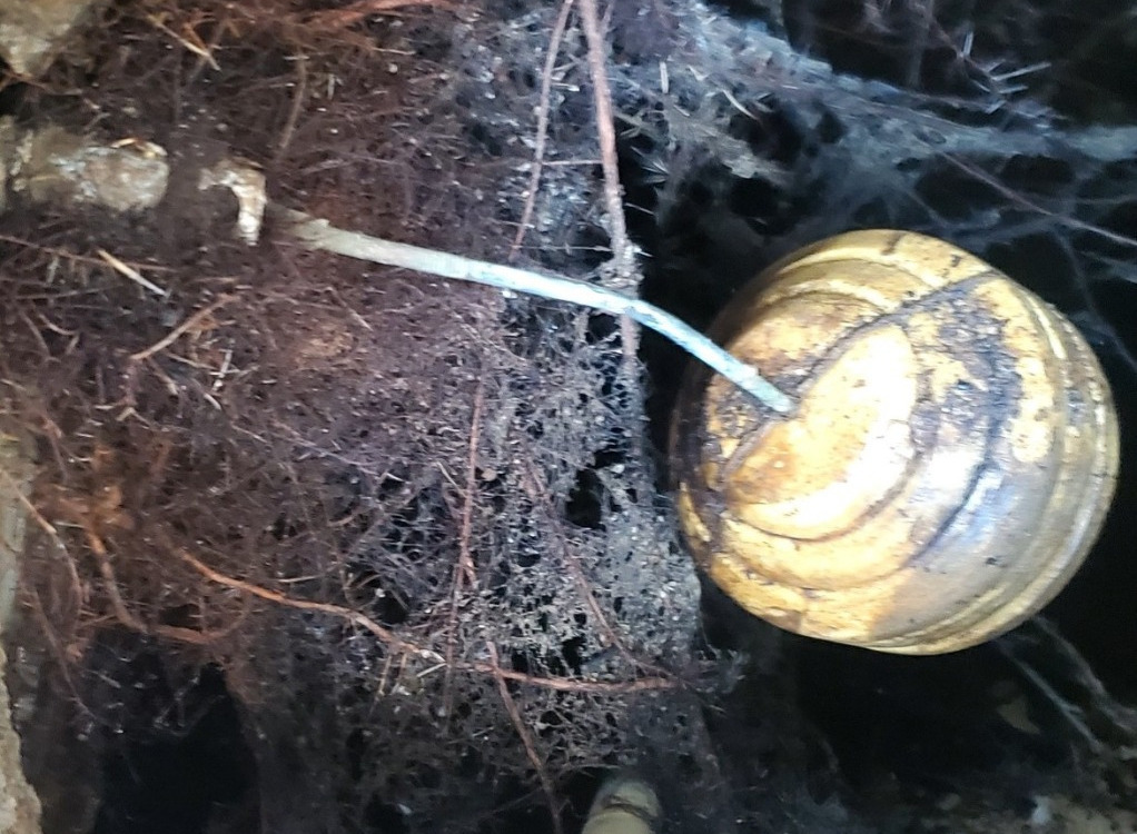Lavado de aljibes con raices ramas lodo insectos Zapopan jal