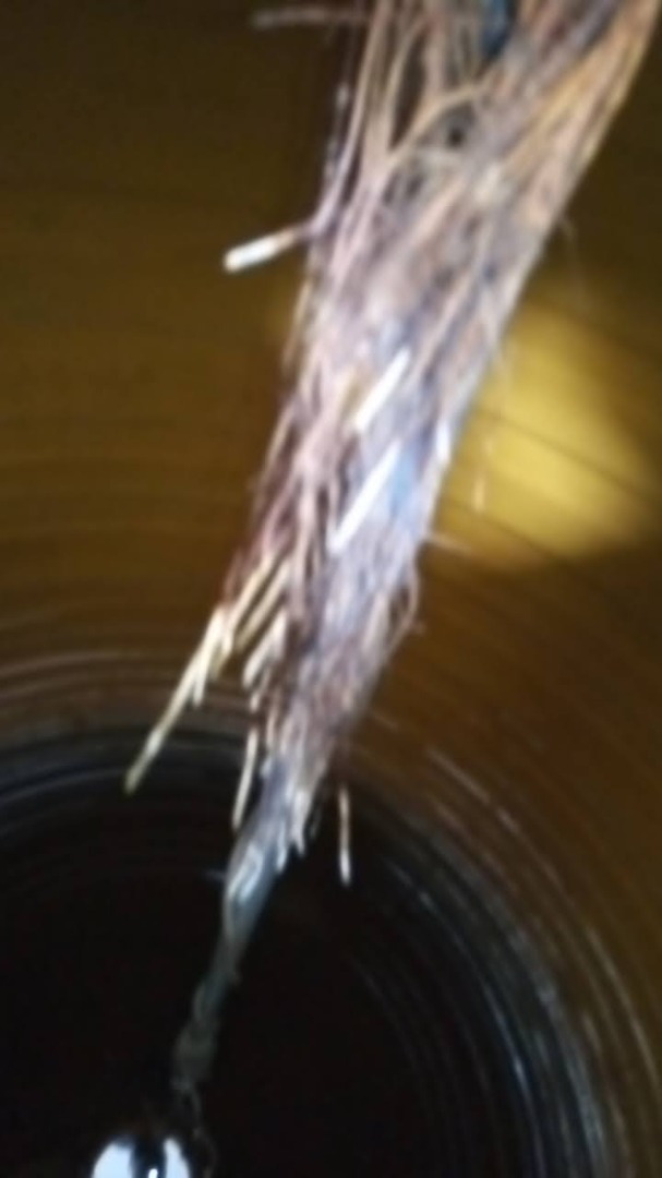 Lavado y desinfectado de cisternas Rotoplas con insectos hormigas cucarachas Guadalajara Zapopan